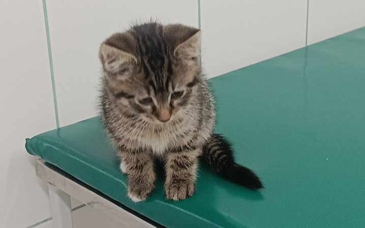 Zbiórka Jestem gucio - zdjęcie główne