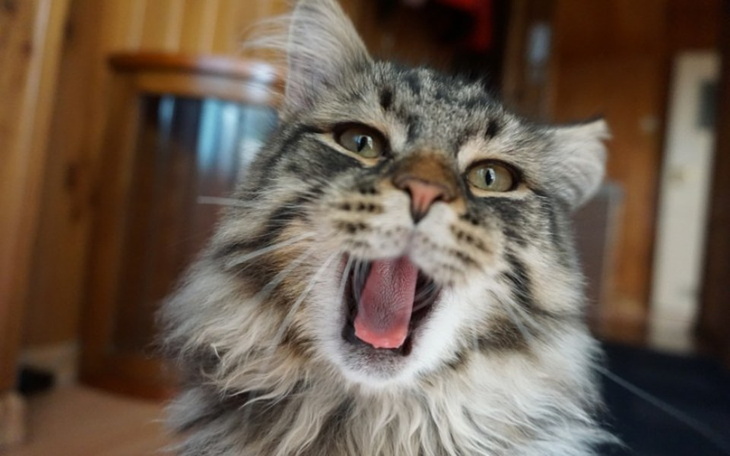 Zbiórka Operacja dla kotka Rysia - zdjęcie główne