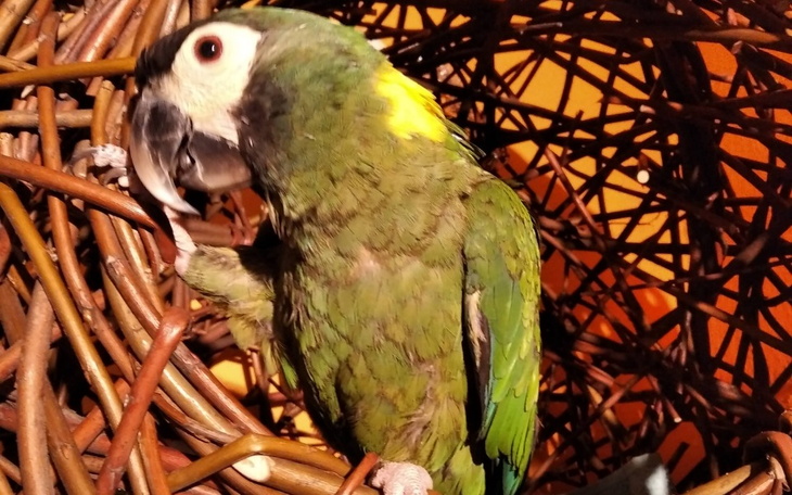 Zbiórka Walczymy o życie Leo - zdjęcie główne