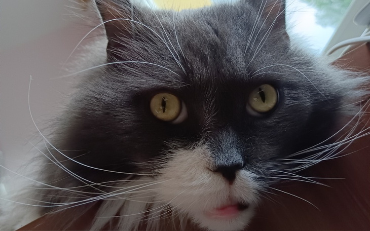 Zbiórka Na chemioterapię Futrzaka - zdjęcie główne