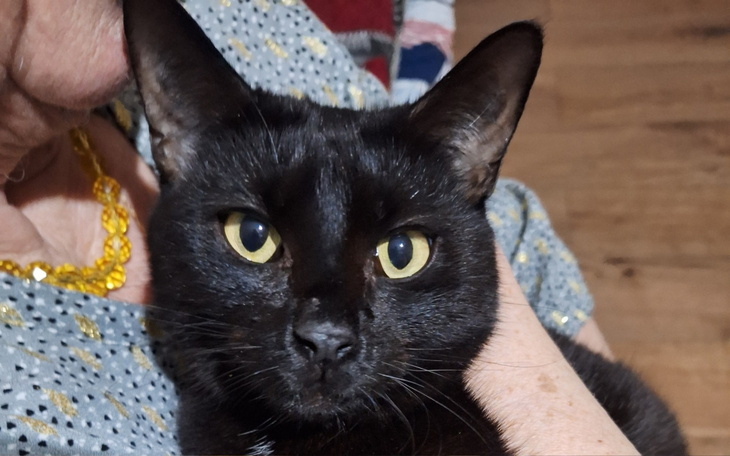 Czarny kot z dużymi oczami, trzymany na rękach.