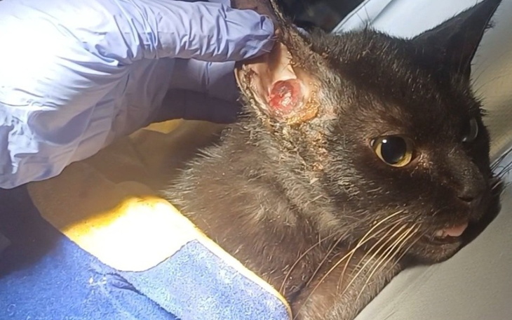 Kot z uszkodzoną małżowiną uszną, w rękach weterynarza.