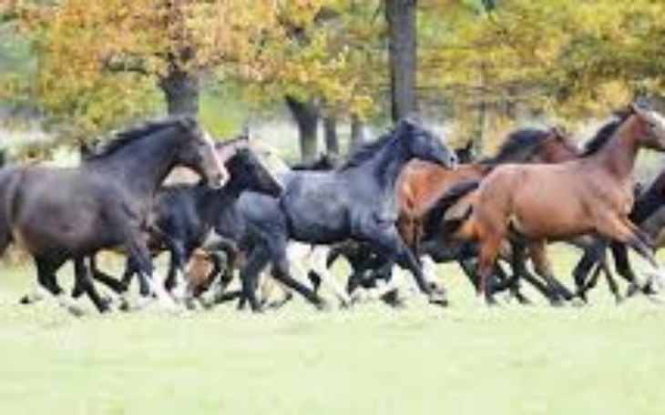 Zbiórka Na obóz jeździecki dla Karola - zdjęcie główne