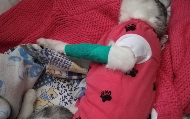 Zbiórka Na wizyty kontrolne dla kotki - zdjęcie główne
