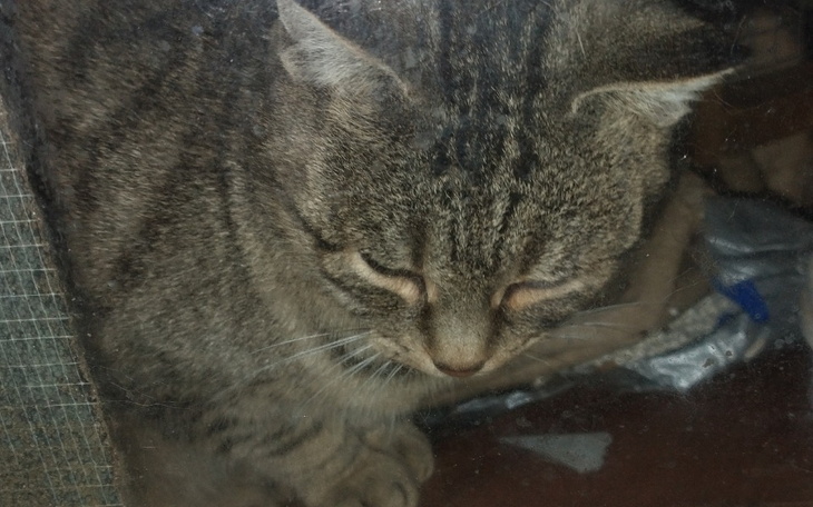 Zbiórka Wsparcie dla kotów bez domów - zdjęcie główne