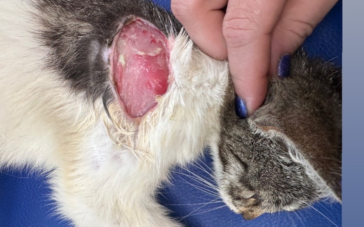 Zbiórka Ratujemy koty z Barczewa - zdjęcie główne