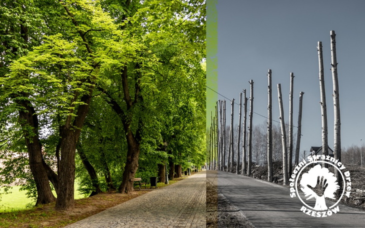 Porównanie zdrowych drzew i wyciętych pni w parku.