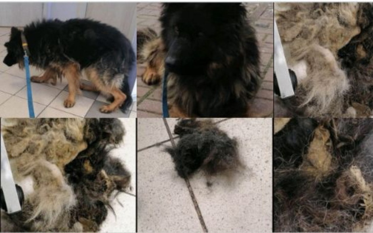 Zbiórka Wesprzyj Milo od NIEczłowieka. - zdjęcie główne