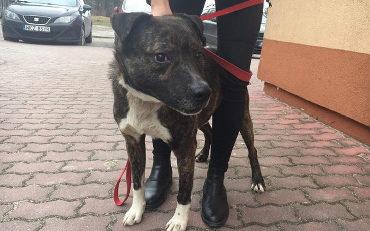 Zbiórka Dragon - amstaff w hoteliku - zdjęcie główne