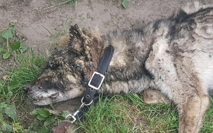 Zbiórka Ratujemy psy umierające w słońcu - zdjęcie główne