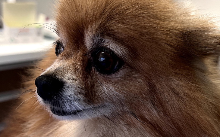 Pies rasy pomeranian, z wyrazistym spojrzeniem.