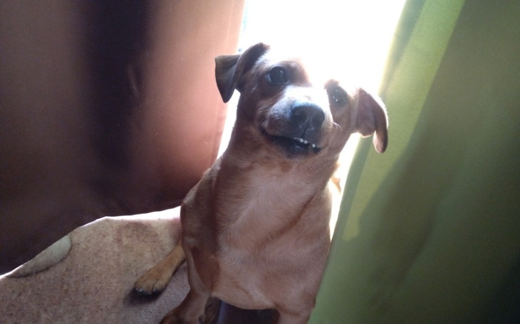 Zbiórka Ratunek dla przyjaciela - zdjęcie główne