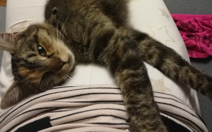 Zbiórka Martwica zabiera ogonek Dory - zdjęcie główne