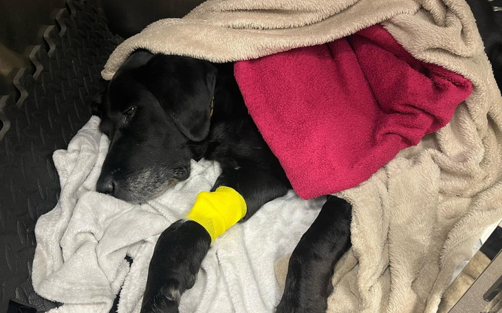 Czarny pies śpiący pod kocem z opatrunkiem na łapie.