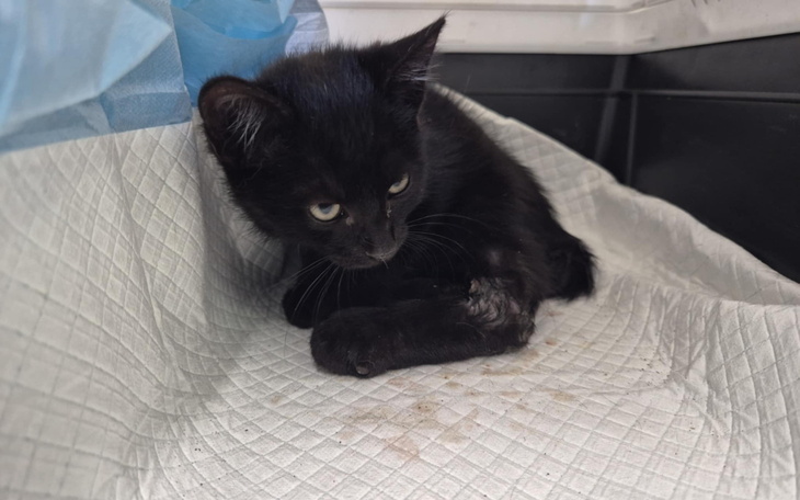 Czarny kotek leżący na białym materiale, wygląda na przestraszonego.