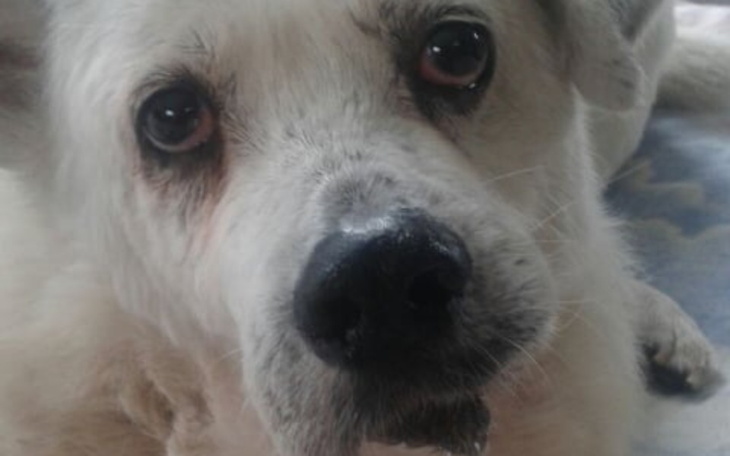 Zbiórka Leczymy Wacusia - zdjęcie główne