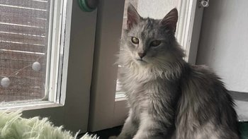 Zbiórka Nowy uśmiech Coco - miniaturka zdjęcia