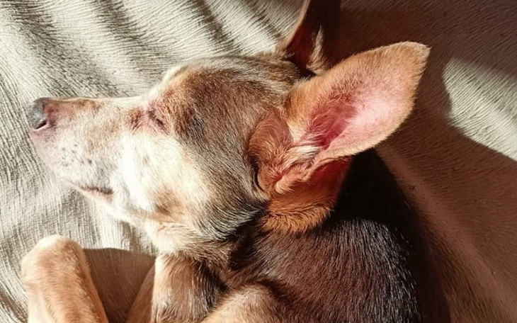 Śpiący pies, relaksujący się w promieniach słońca.