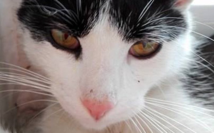 Zbiórka Zbiórka dla poszkodowanego kotka - zdjęcie główne