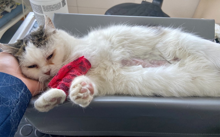 Kot na stole weterynaryjnym, z opatrunkiem na łapie.