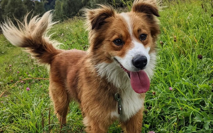 Zbiórka Paczka mikołajowa dla piesków - zdjęcie główne