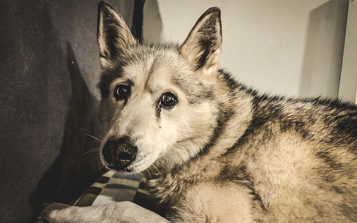 Pies z szarym futrem leżący na kanapie.