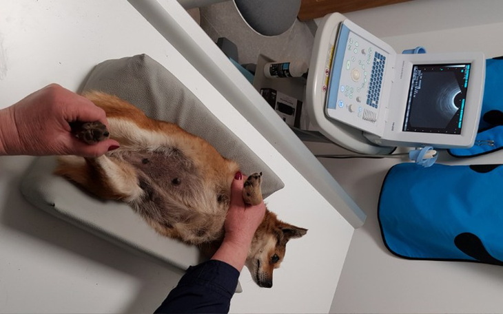 Zbiórka Transport dla suni z Łukowa - zdjęcie główne