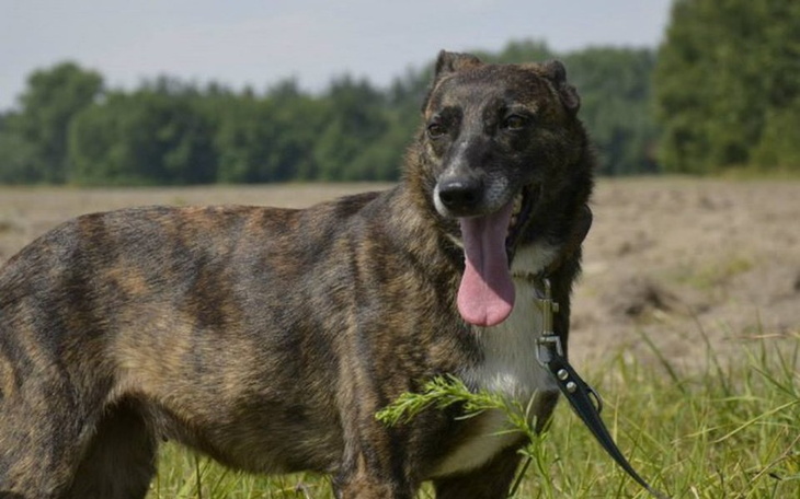 Zbiórka Schronisko w Busku Zdroju - zdjęcie główne