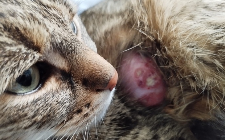 Kot z widoczną zmianą skórną na brzuchu.