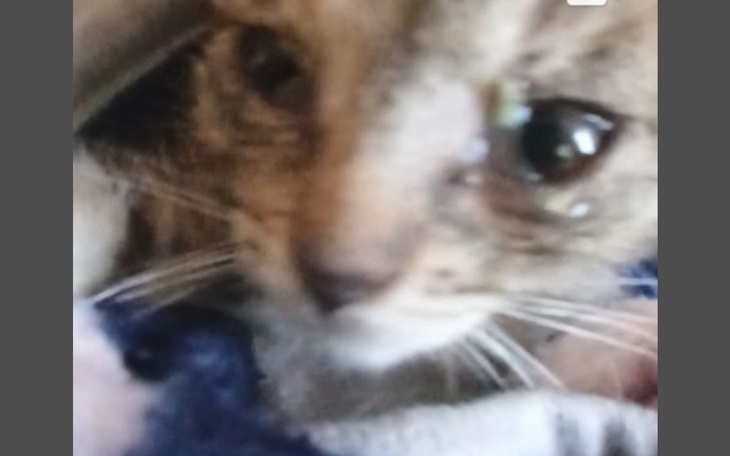 Zbiórka Kotyyy - zdjęcie główne