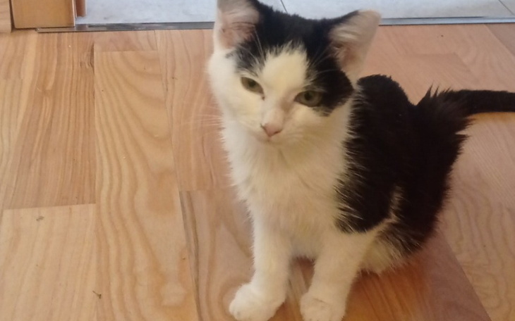 Zbiórka Ratujemy życie Bibi - zdjęcie główne