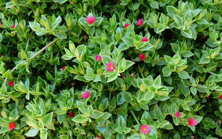 Zbiórka Leki dla kolegi. - zdjęcie główne