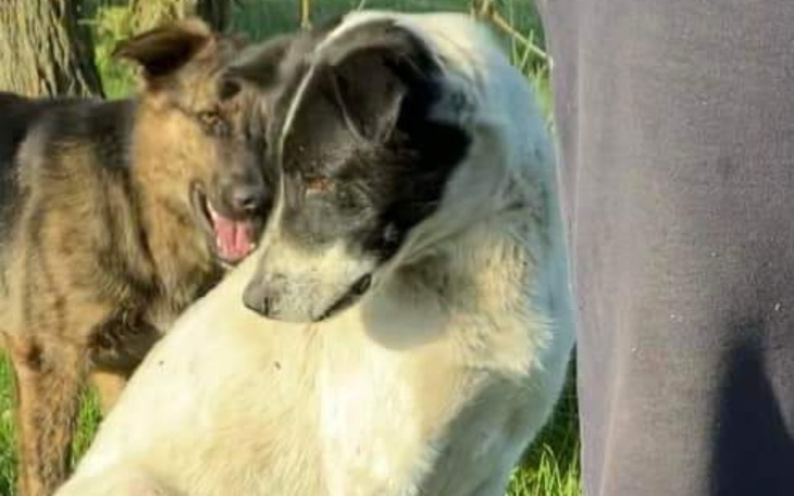 Zbiórka Sterylizacja suk.. - zdjęcie główne