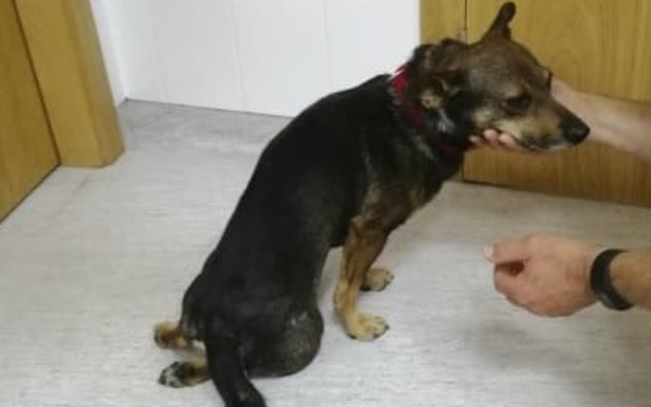 Zbiórka Wiercik z dyskopatią - zdjęcie główne