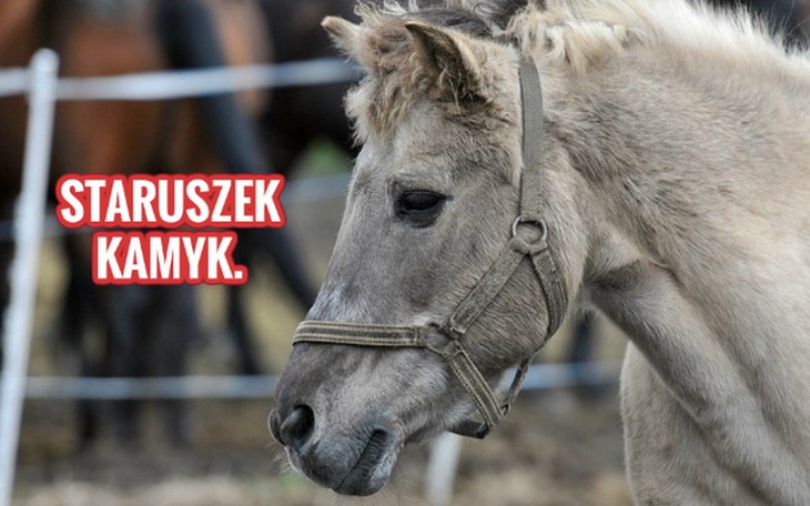 Zbiórka Pomóż Kamykowi. - zdjęcie główne