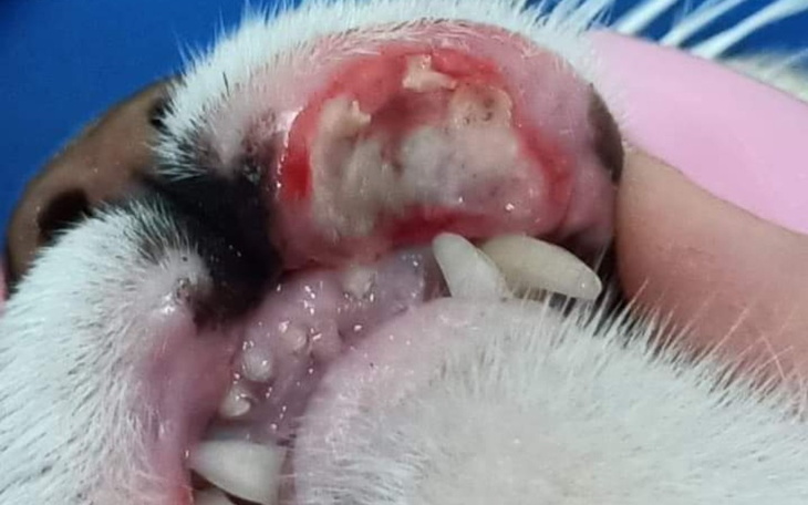 Zbiórka Kotka z obrzękiem mordki - zdjęcie główne