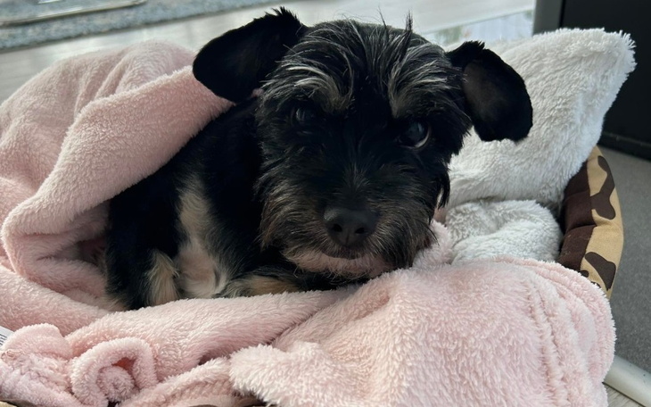 Zbiórka KOSZMAR u psiego fryzjera... - zdjęcie główne