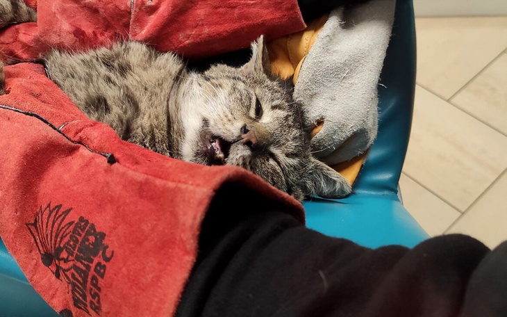 Zbiórka Potrącony kocur walczy o życie - zdjęcie główne