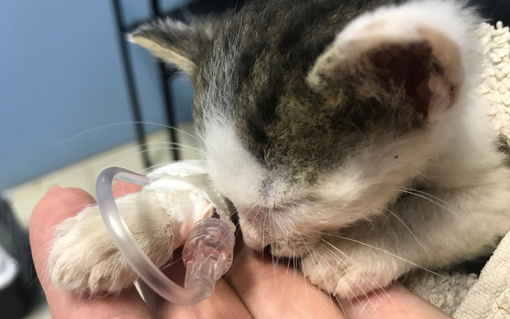 Zbiórka Podrzutki, znajdy, sierotki... - zdjęcie główne