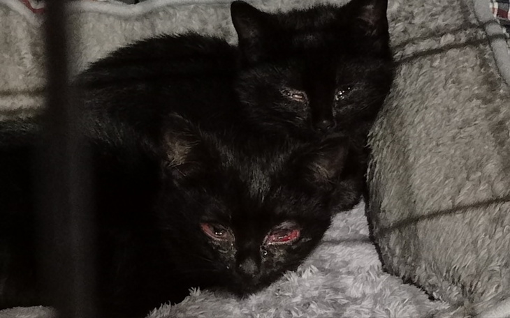 Dwa czarne koty leżące razem, odpoczywające w ciepłym miejscu.