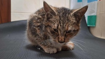 Zbiórka Leczenie koteczki z Galin - miniaturka zdjęcia