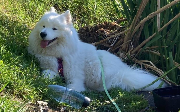 Zbiórka Operacja i rehabilitacja Tigry - zdjęcie główne