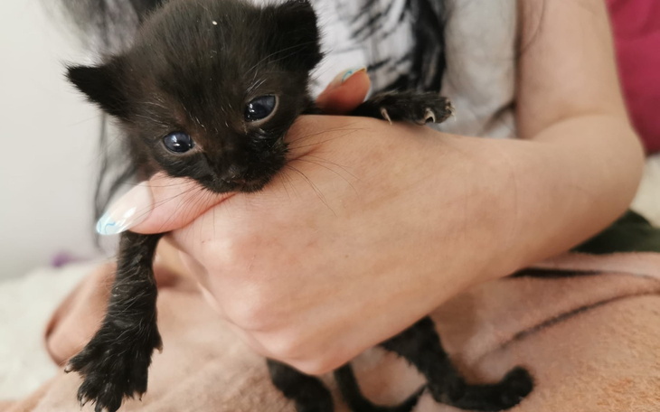 Mały czarny kotek trzymany w rękach.