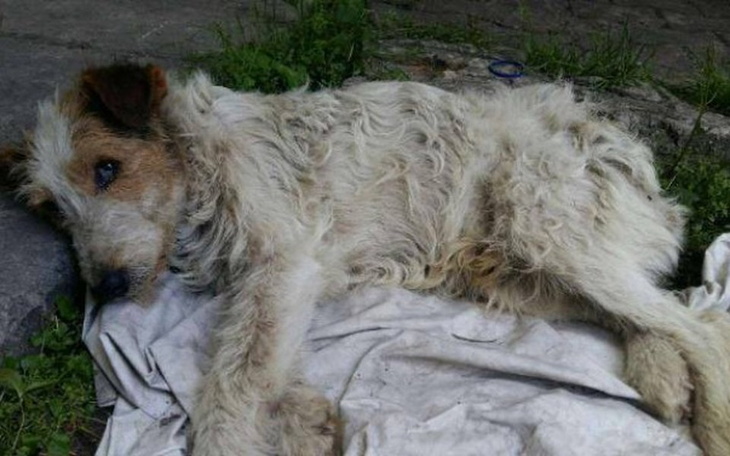 Pies leżący na ziemi, wygląda na zmęczonego.