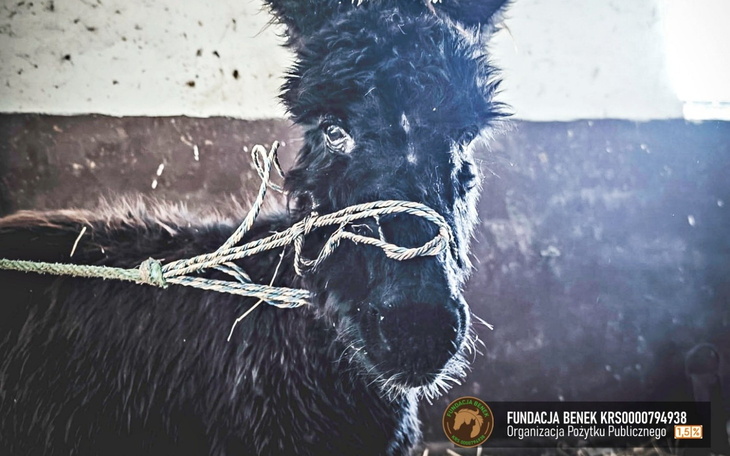 Czarny osiołek z liną na szyi, w tle stajnia.