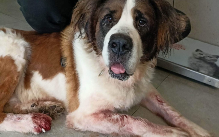 Zbiórka Gerda- leczenie samookaleczeń - zdjęcie główne