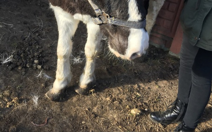 Zbiórka Leczenie chorych kucyków - zdjęcie główne