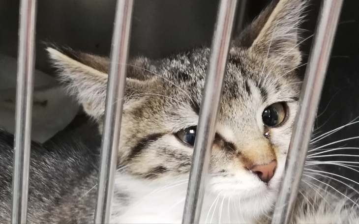 Zbiórka Kira, oparła się panleukopenii - zdjęcie główne