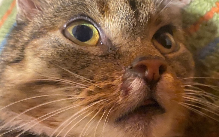 Zbliżenie na kota z dużymi oczami, wyrażającym zdziwienie.