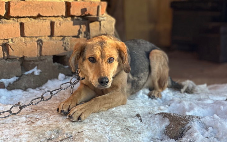 Pies leży na śniegu, przywiązany do budy, wygląda na smutnego.